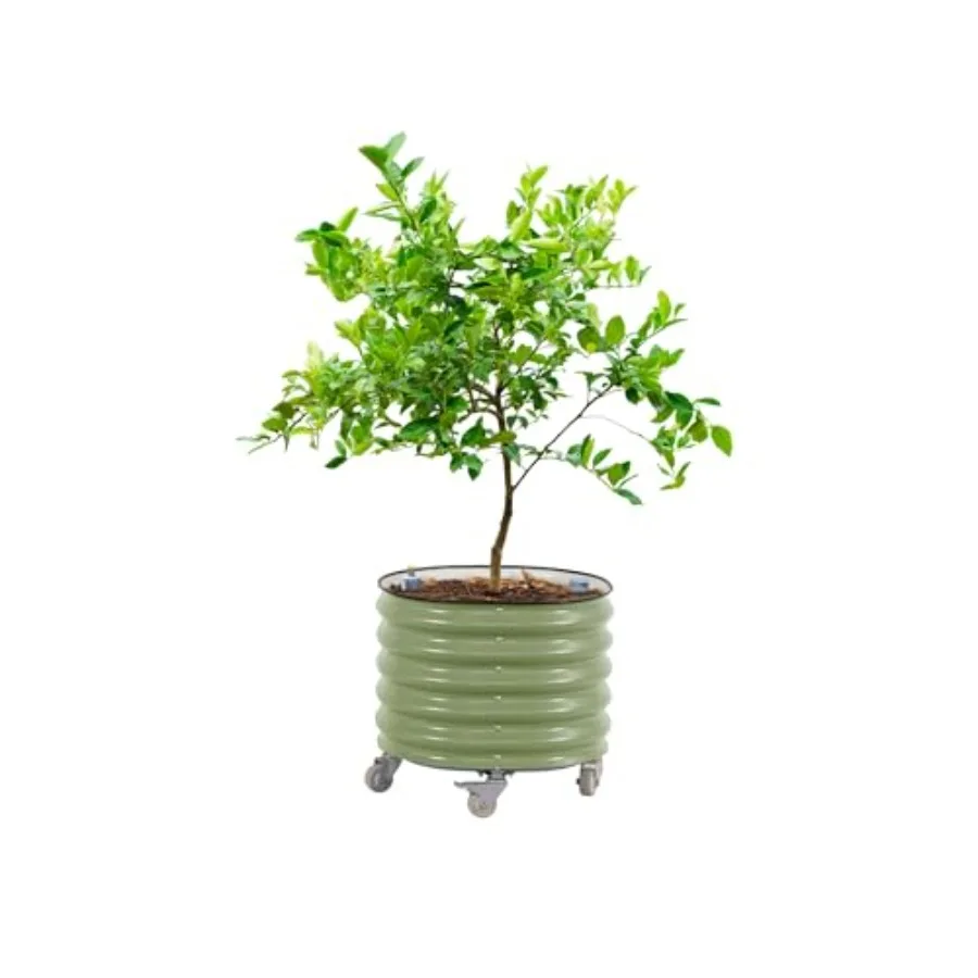 Self Watering Planter - Vaso de plantio para cítricos com