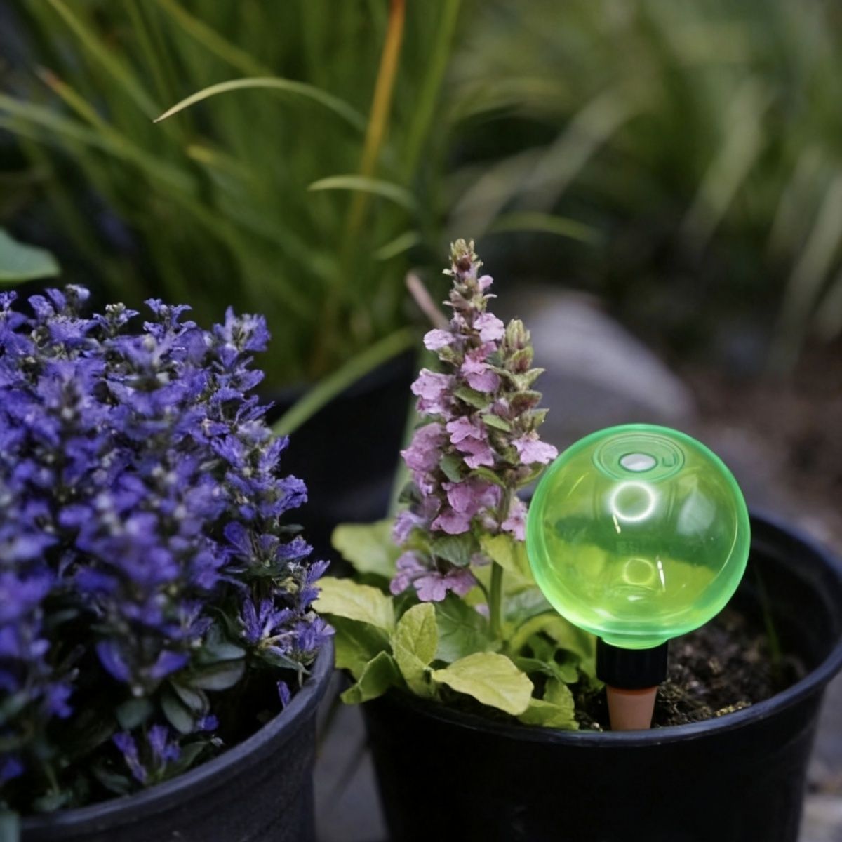3 Globos Grandes de Autoirriga - Self Watering Planter avaliação e preço
